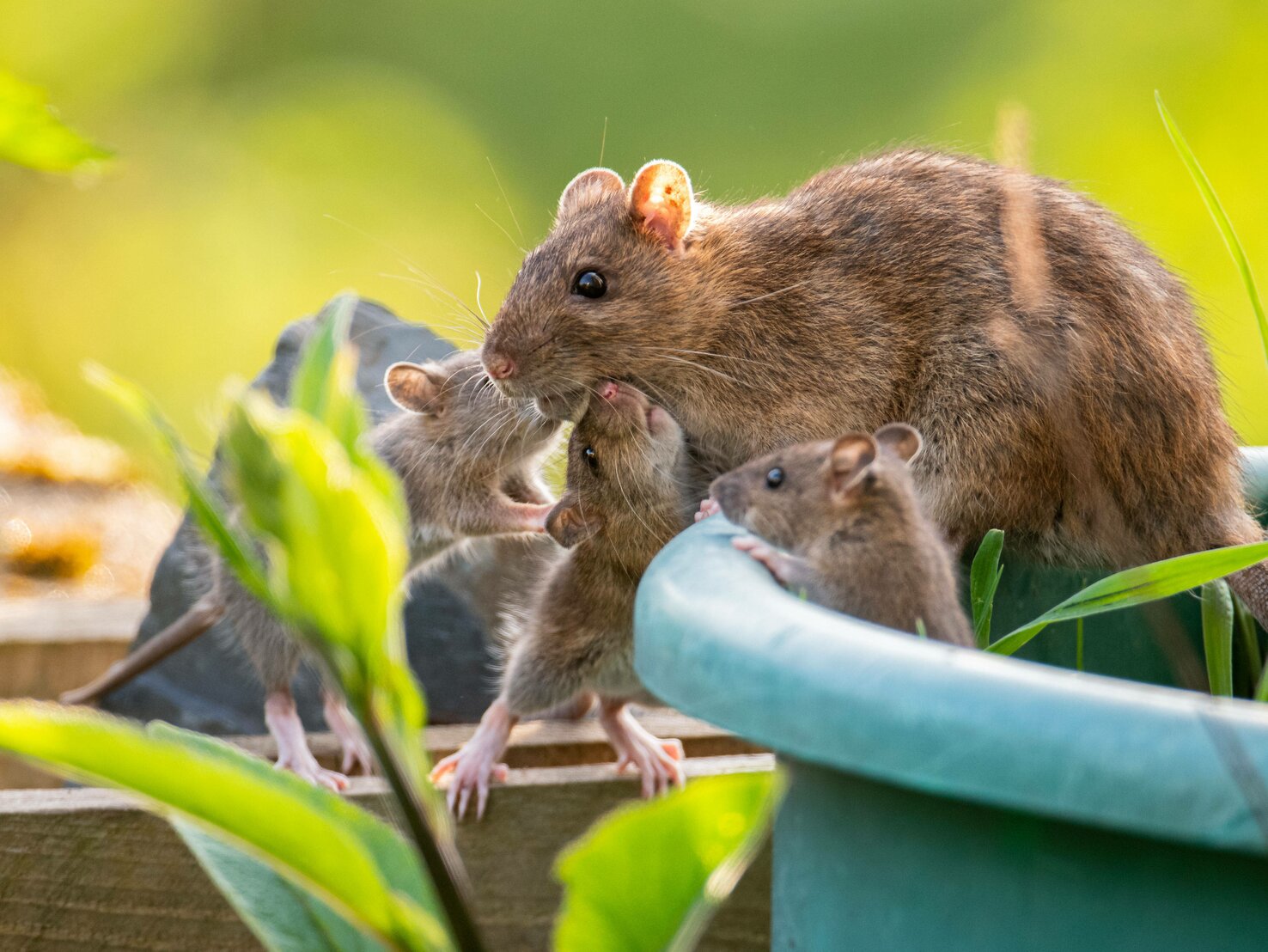 Ratten im Garten Einfacher Hinweis zeigt, dass du handeln musst